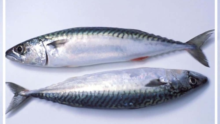 Lüfer
